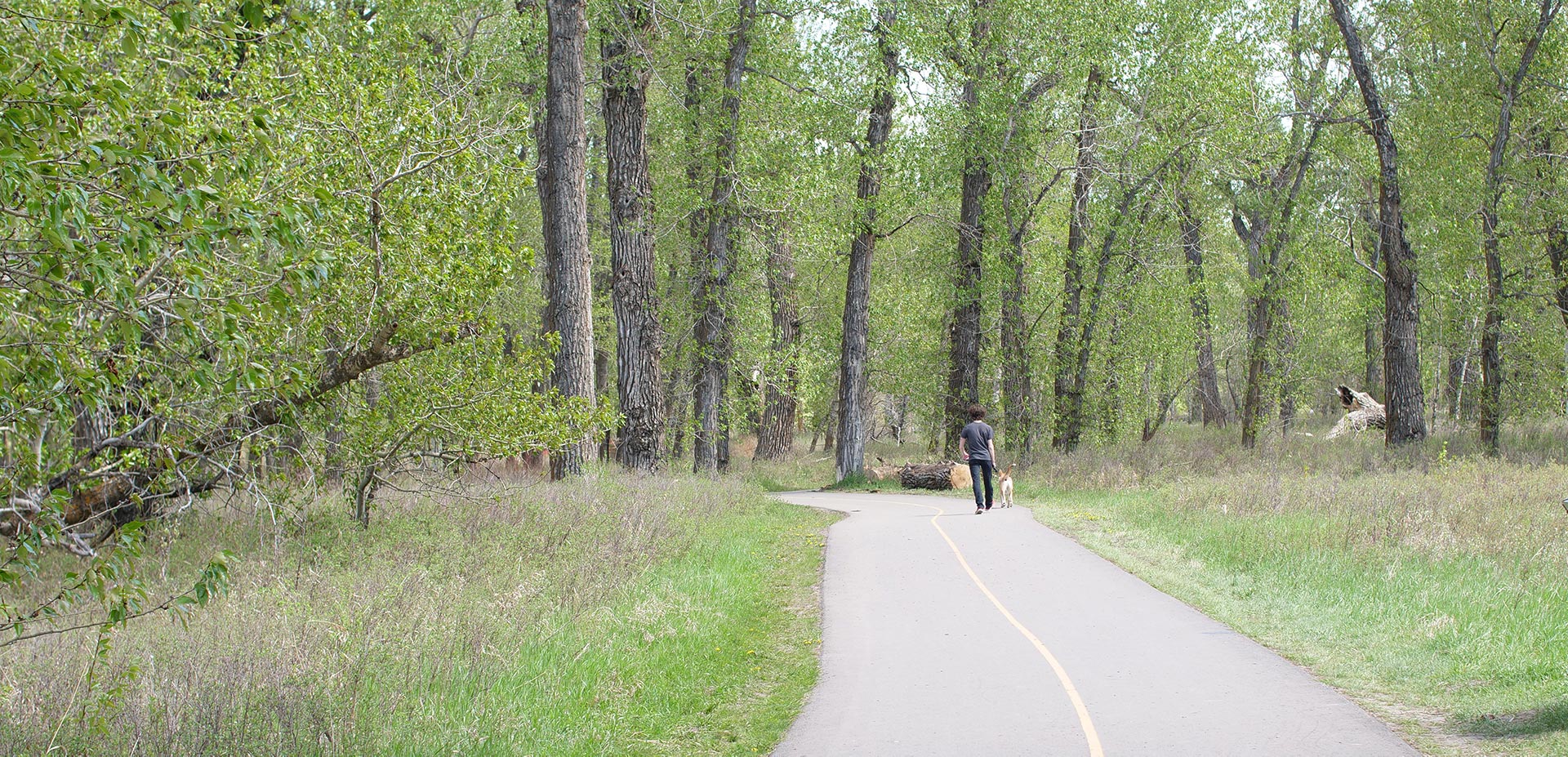 A person walks a dog on a Fish Creek Provincial Park paved pathway.