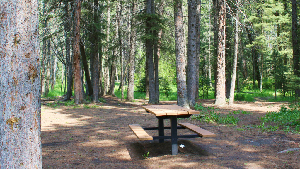 A wooden park bench sits alone in a clearing of trees.