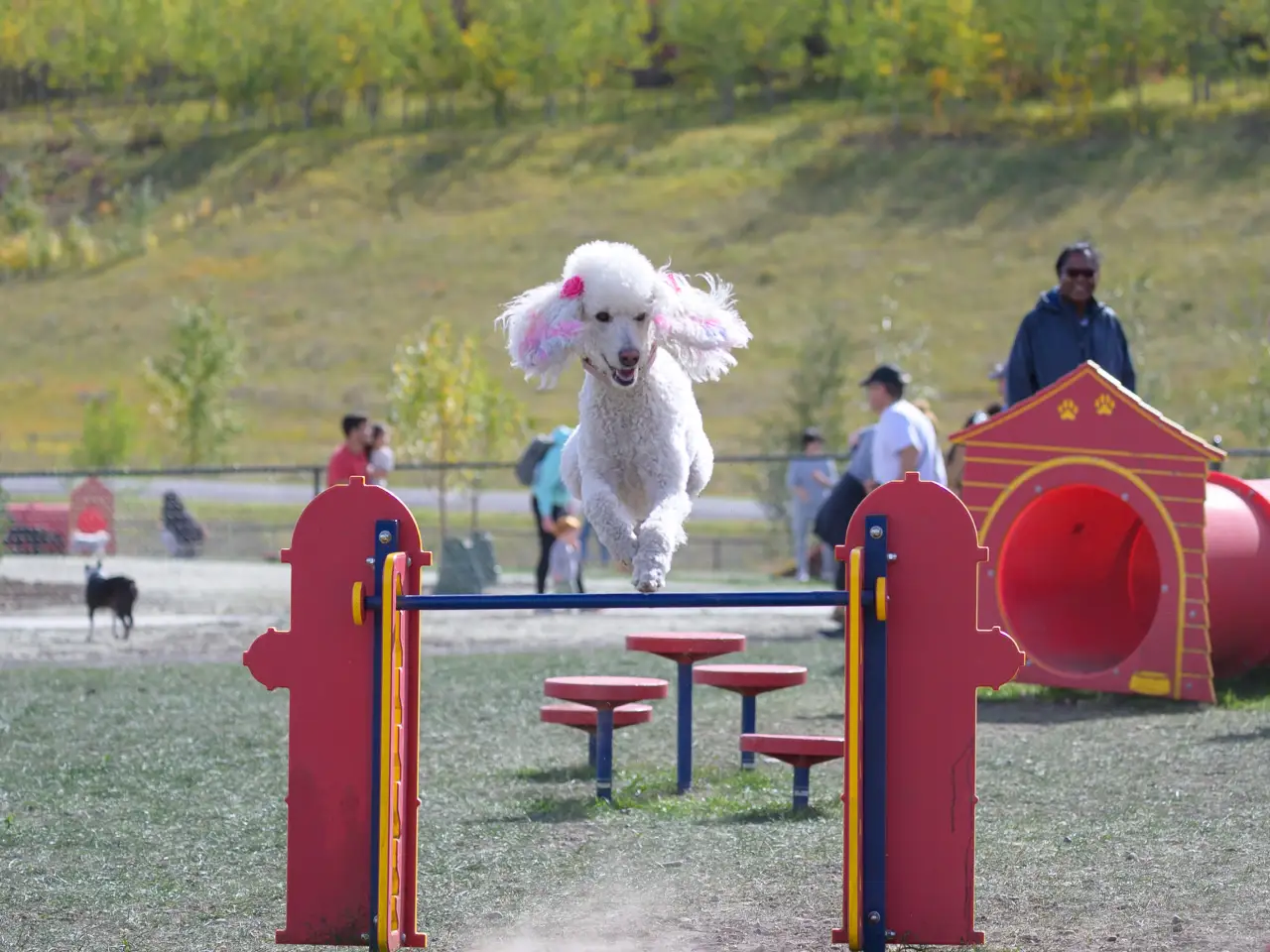 Energetic poodle leaping over a hurdle with grace and agility, showcasing the wonderful amenities at the Wolf Willow Dog Park
