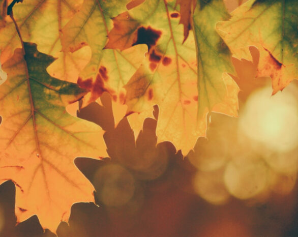 A close-up photo of orange and yellow fall leaves.