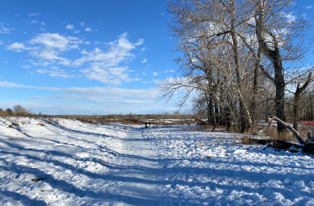 Winter trails for cross-country skiing and snowshoeing in Fish Creek Park in South Calgary