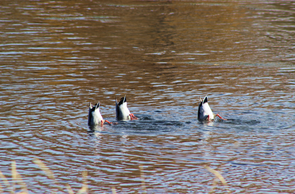 A trio of ducks seen from Fish Creek Provincial Park in SE Calgary next to the community of Wolf Willow