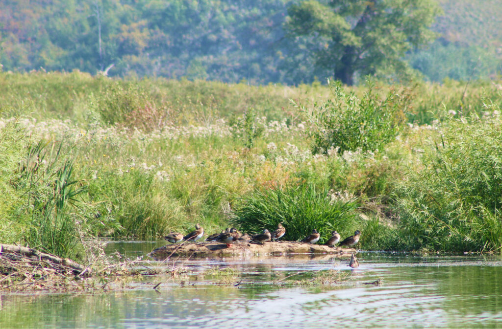 ducks sitting in a pond in fish creek park
