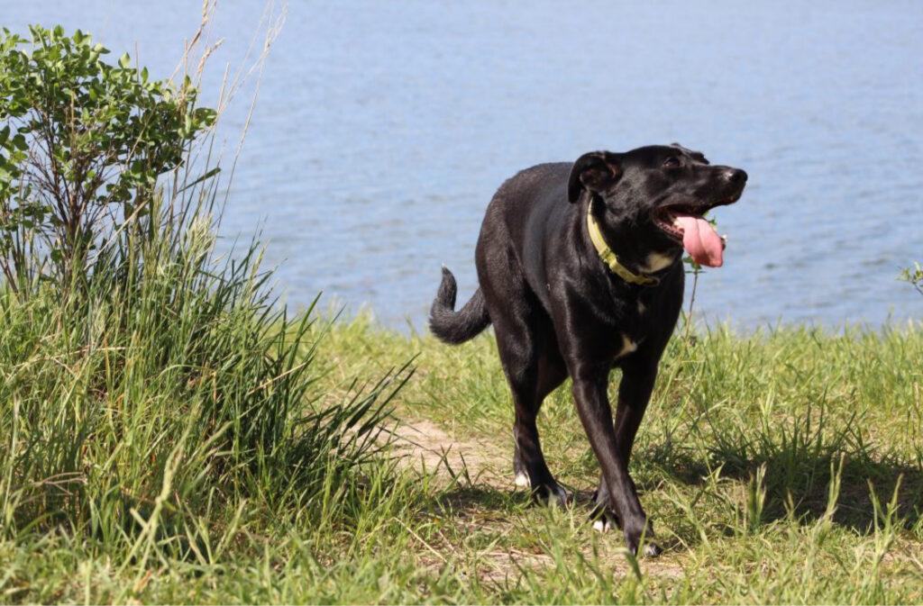 Black dog runs away from a body of water with tongue hanging out. 