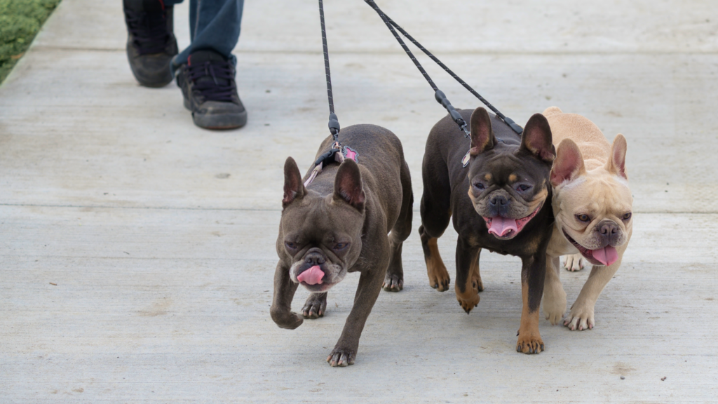 Good dog park etiquette, three dogs are on a leash as they head from the parking lot to the Woof Willow off-leash dog park in SE Calgary