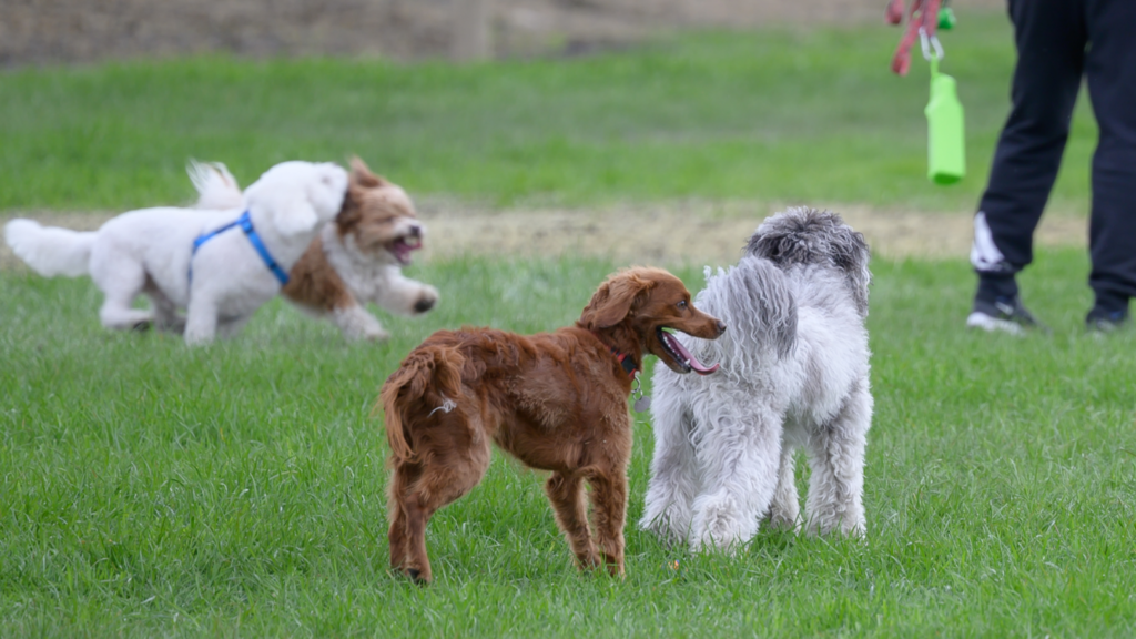 Small dogs play together in the Woof Willow off-leash dog park