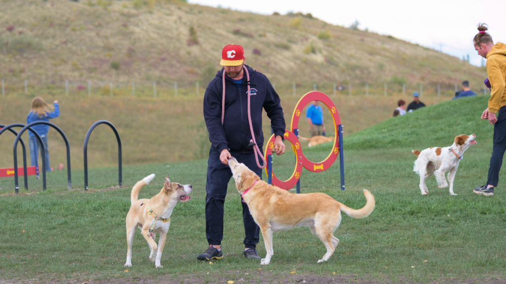 Dogs respond to commands from their owners at the Woof Willow off-leash dog park in South Calgary