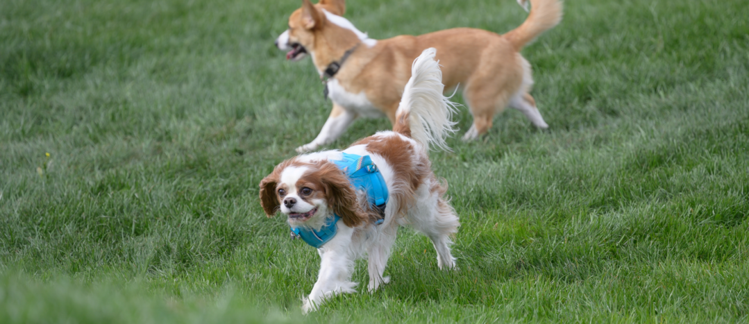 Two dogs play in the Woof Willow off-leash dog park