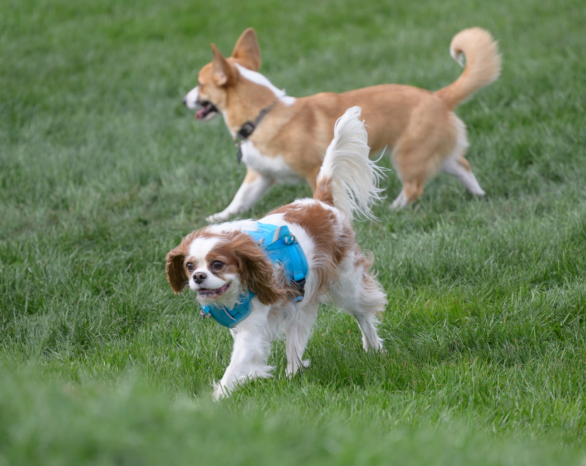 Two dogs play in the Woof Willow off-leash dog park