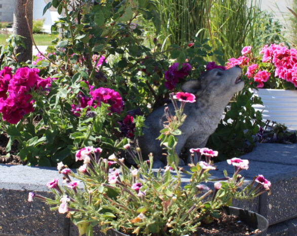 a statue of a wolf howling in a bed of flowers