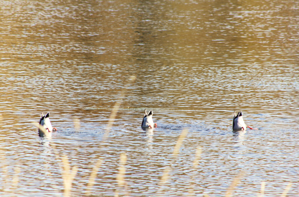 Three ducks diving in Fish Creek Park.
