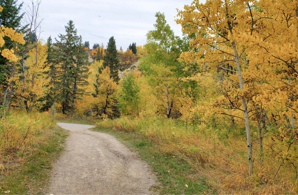 A trail in Fish Creek Park, lined with golden trees during autumn.