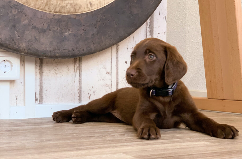 A small brown puppy laying on the hardwood floor.