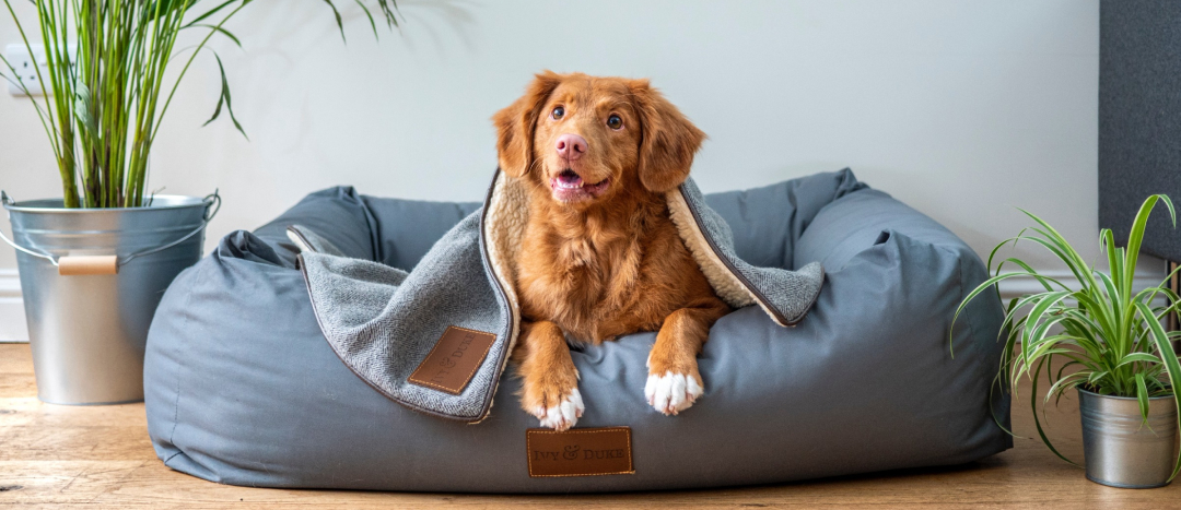 A dog smiling up at the camera while sitting in a dog bed