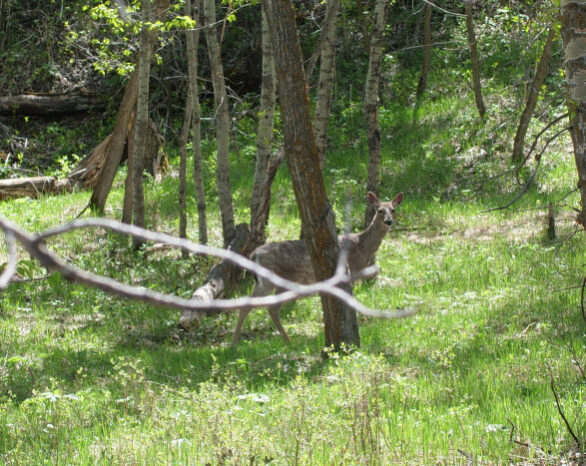 Deer in Fish Creek Park