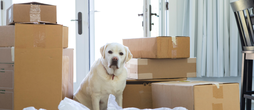 A dog sits amongst moving boxes in a new home