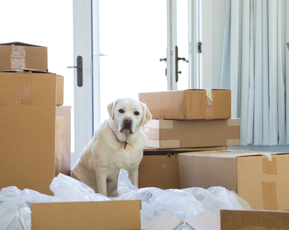 A dog sits amongst moving boxes in a new home