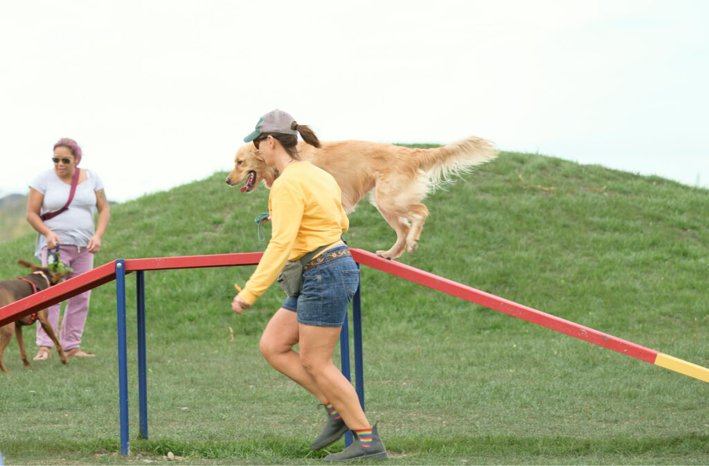 A trainer running with their golden retriever over a dog walk.