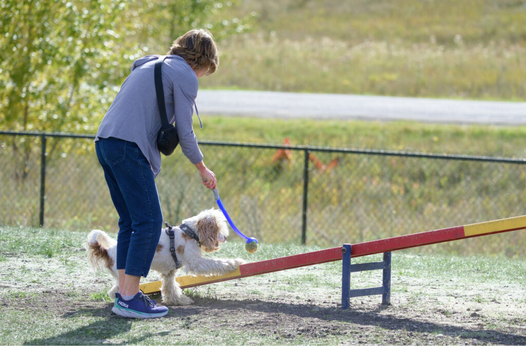 A trainer luring their dog to touch a seesaw at the dog park.