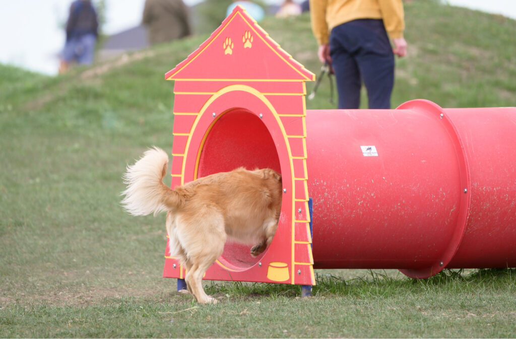 A golden retriever running through a tunnel at a dog park.