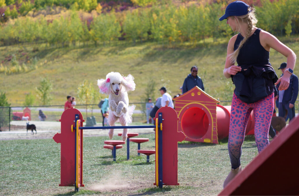 A poodle clearing a tall jump at a dog park.