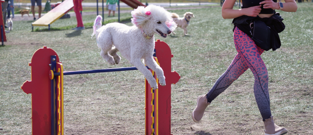 A white poodle jumping over an agility jump while their trainer r