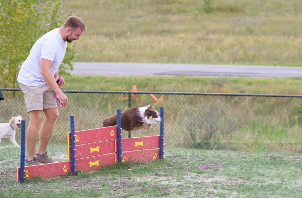 A mini aussie shepherd clearing a jump at Woof Willow dog park.