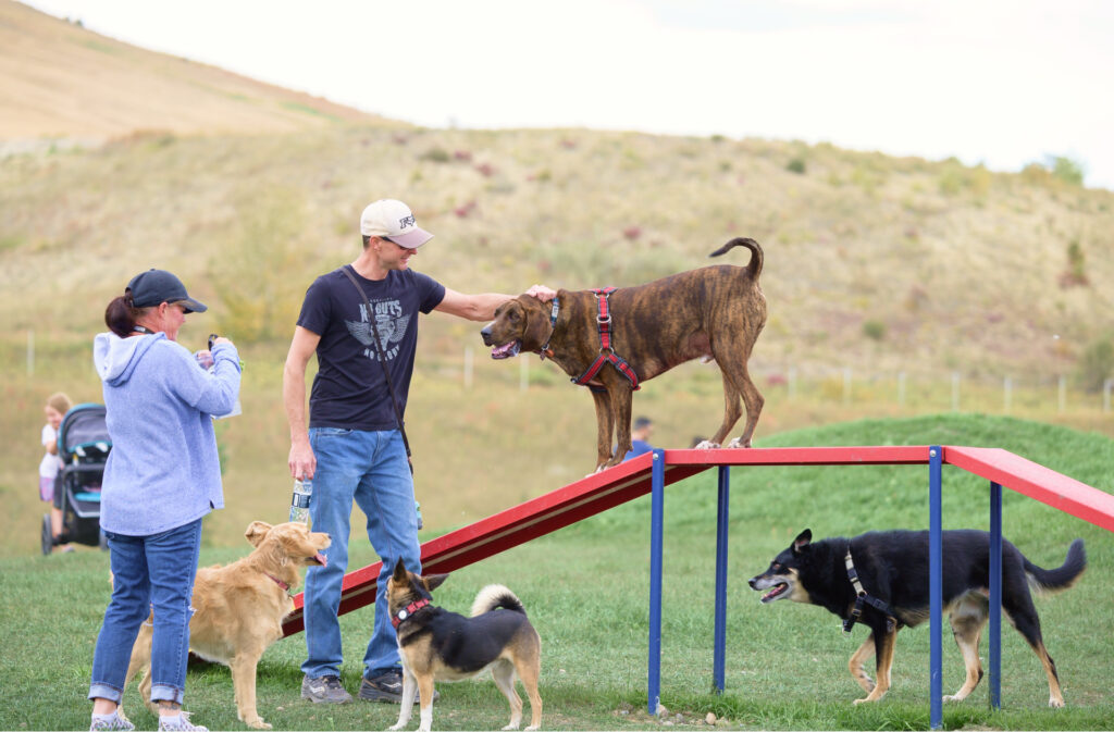 A couple trying out the new dog park equipment with their four dogs.