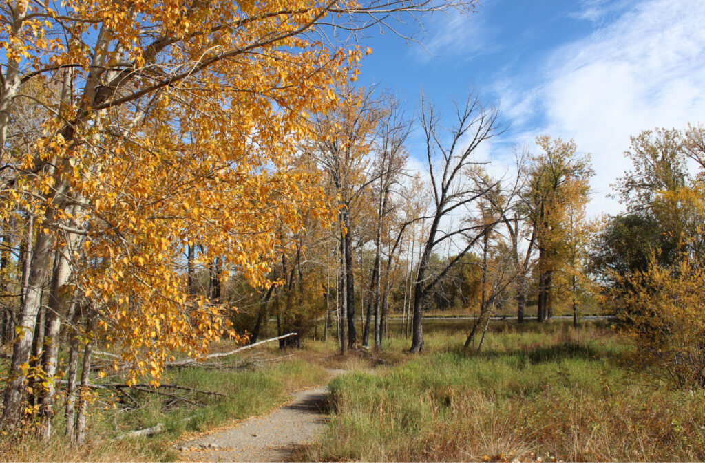 A hiking trail in Fish Creek Park in autumn, next to a big tree with yellowing leaves