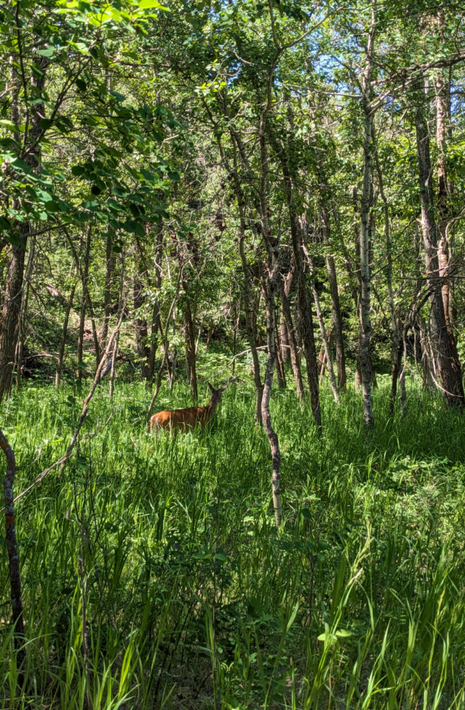 A deer walking through tall grass in Fish Creek Park.