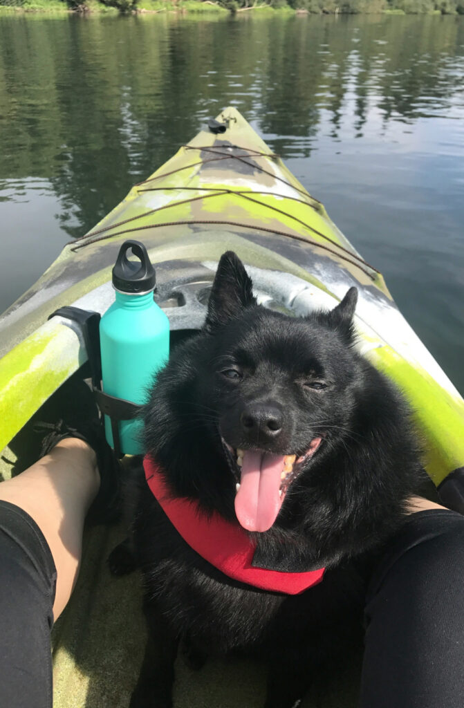 A close up of a happy dog in a kayak on the bow river.