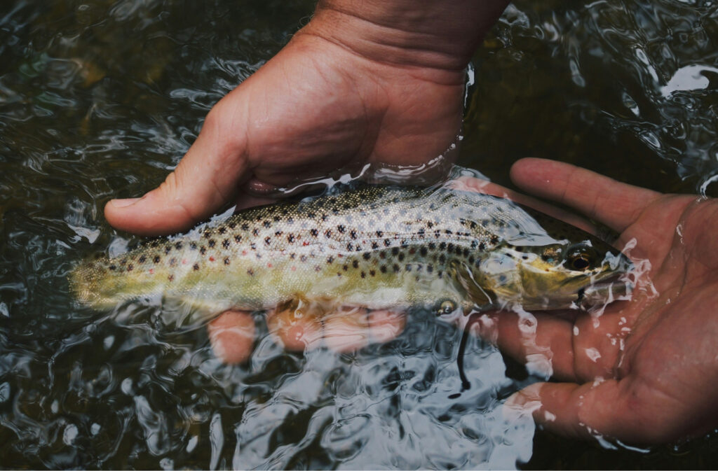 Hands holding a trout just on the water's surface.