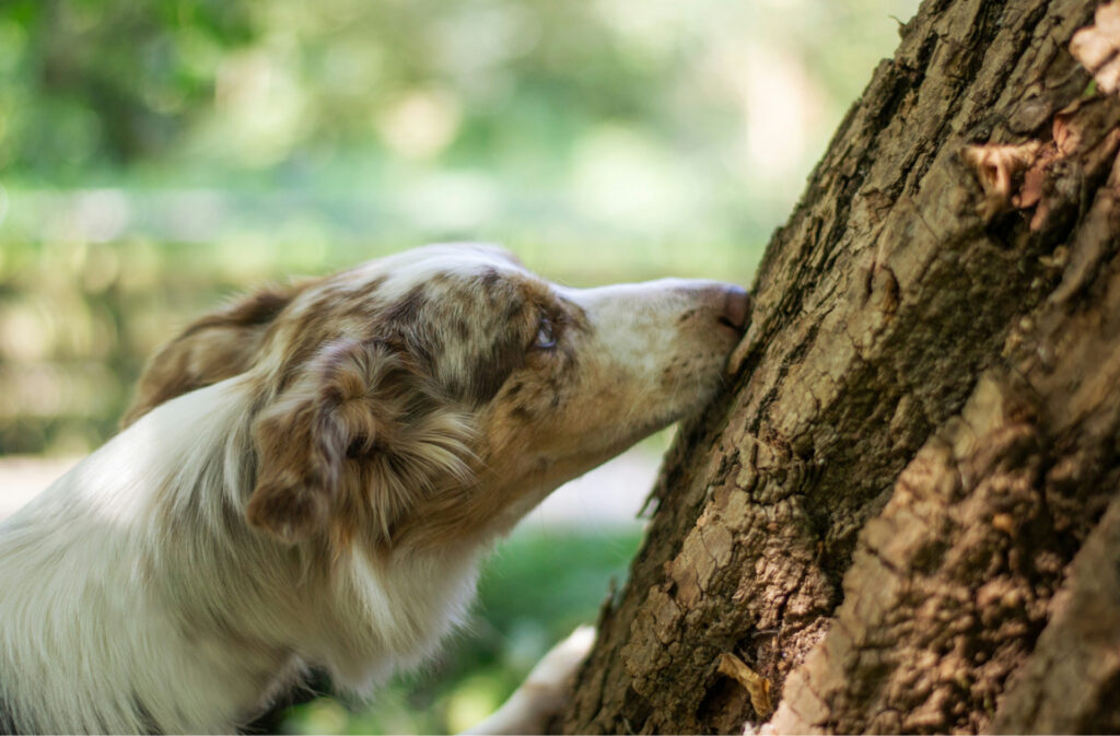 An aussie shepherd sniffing a tree.