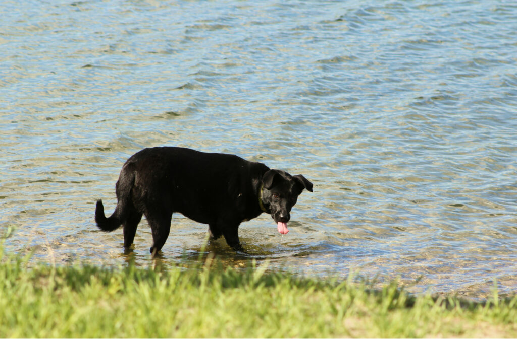 A black lab playing in the Bow River by Wolf Willow.