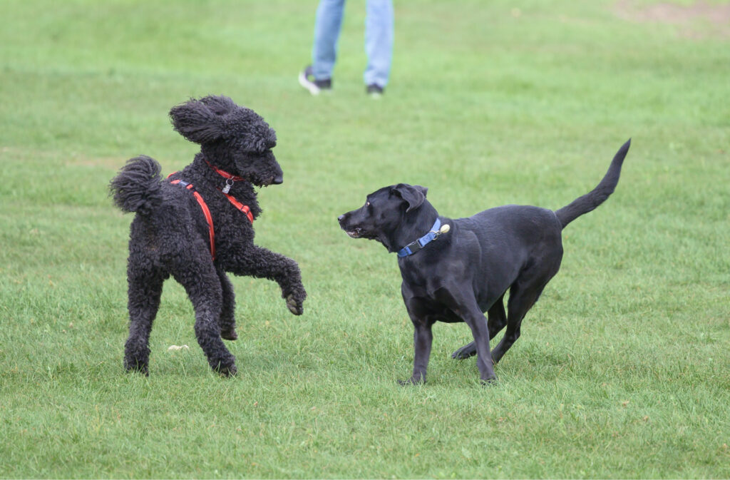 Two dogs running and playing at a dog park.