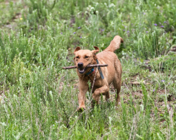 A dog running in a field carrying a stick in its mouth