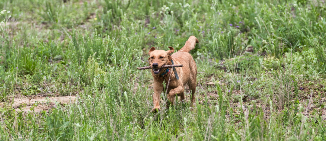 A dog running in a field carrying a stick in its mouth