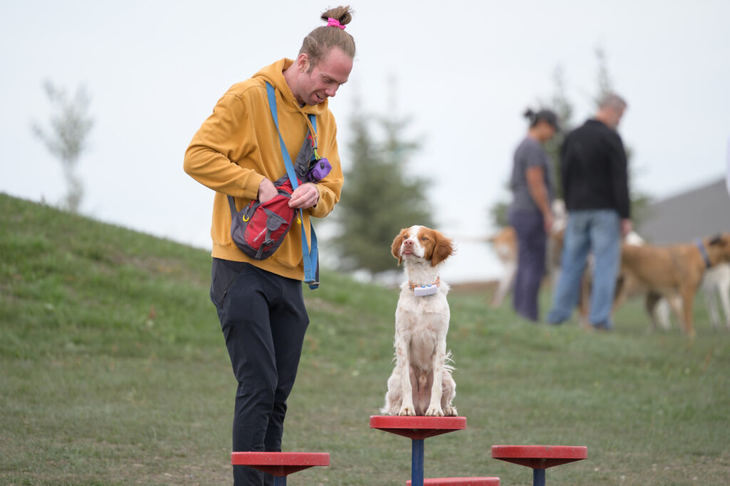 Woof Willow Dog Park