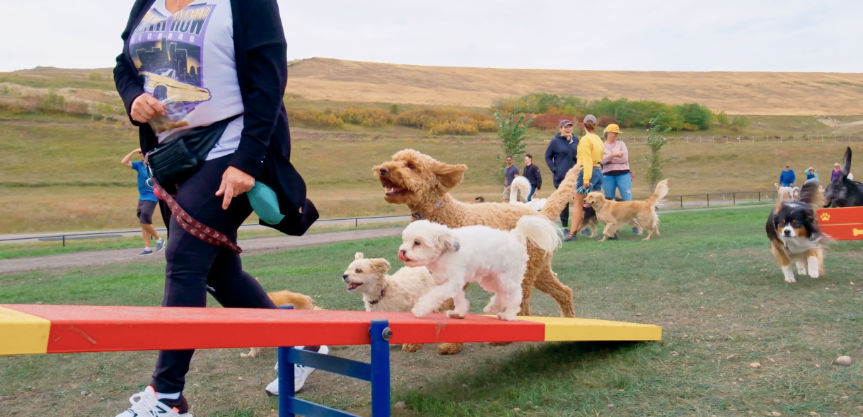 Woof Willow Dog Park agility equipment
