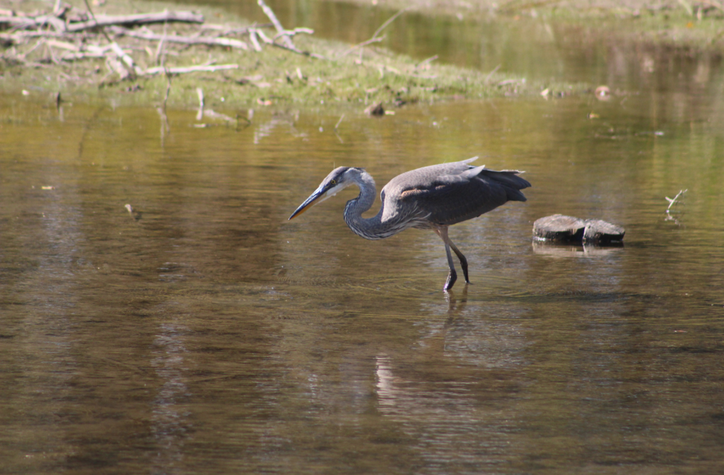 A blue heron in the Bow river in Calgary