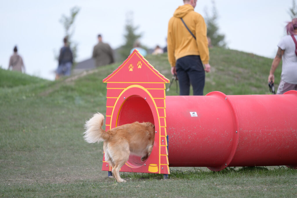 Agility Equipment at Woof Willow Dog Park